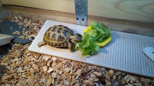 Чем кормить сухопутных черепах( Все про кормление сухопутных черепах, часть 2)