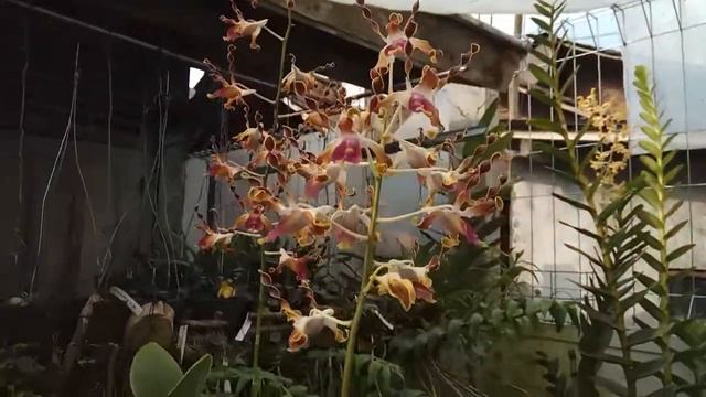 DENDROBIUM LASIANTHERA SEPIK BLUE смотреть онлайн