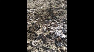 ЭКСПЕРИМЕНТ!!! Как сделать бонсай из вишневого дерева