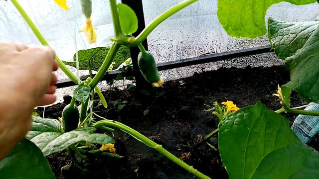 Подсадка Огурцов "ВОСТОЧНЫЙ ДЕЛИКАТЕС" в Теплицу. ВТОРОЙ ОБОРОТ. часть1. 3 июля 2020г. смотреть онлайн