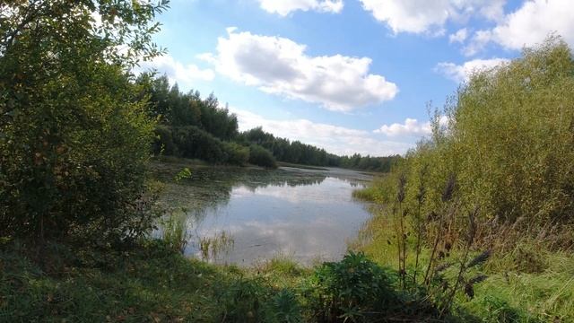 Озеро у д.Звенячи / д.Рудаки за поселком Тресковщина Минского района, отдых, рыбалка. смотреть онлайн
