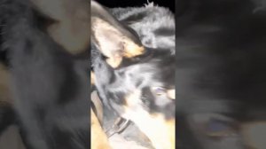 пёс по имени Рекс