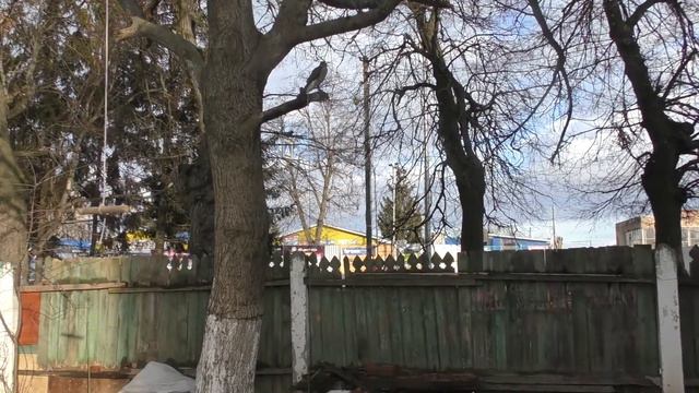 Прилеты ястреба перепелятника с дерева на перчатку смотреть онлайн