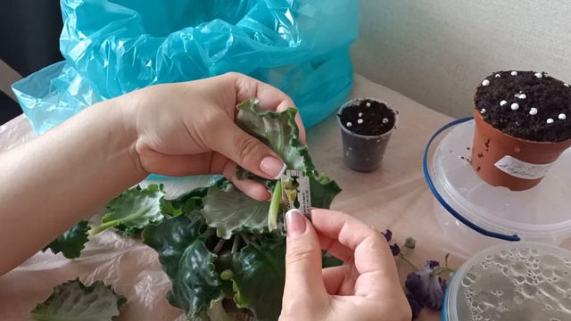 Фузариоз фиалки. Неприятность эту мы переживем! смотреть онлайн