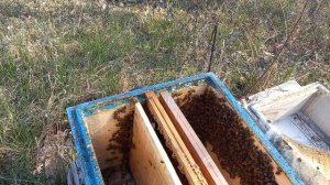 март месяц семья отрутневела матка пропала. Как исправить