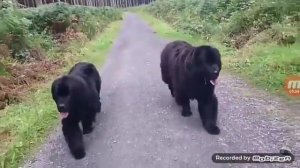 Болшие сабаки