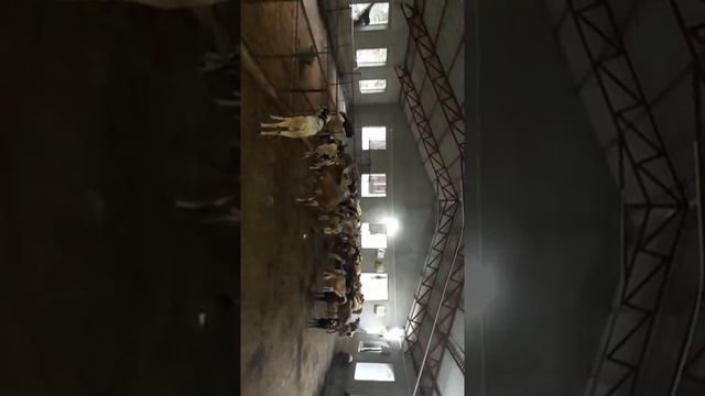 Fighter Sheep Nayak sheep farm jhintisasan bhubaneswar смотреть онлайн