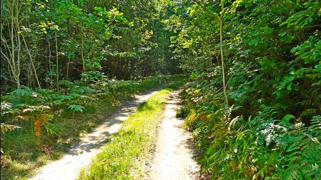 Расслабляющее пение птиц для сна. Звуки природы. Расслабляющие звуки природы для сна.