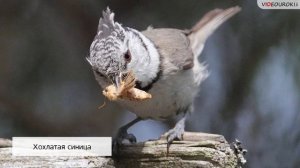 54 Образование видов микроэволюция Макроэволюция