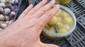 Приготовьте эту вкуснятину из овощного физалиса!