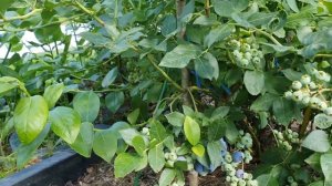 Обзор ранних сортов голубики в моем саду сорт Блюджей.