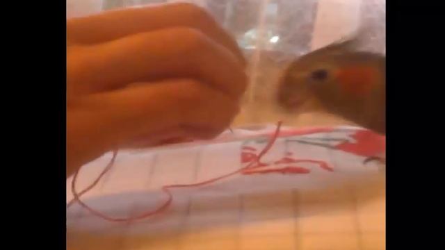 попугай который умеет вышивать крестиком!!! смотреть онлайн