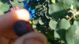 ирга ТИССЕН УРОЖАЙ 2021. Irga Thyssen super harvest.