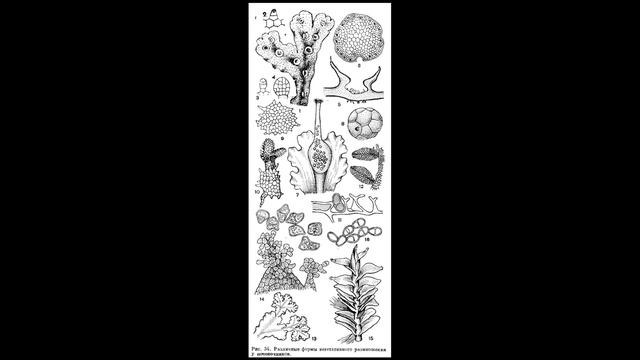 Печеночные мхи (строение) смотреть онлайн