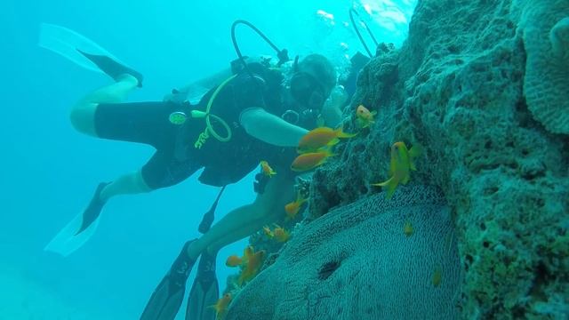 Дайвинг. Мурена - ну очень грациозная рыба! смотреть онлайн