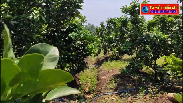 Quản lý Bọ trĩ gây hại Bưởi da xanh bằng thuốc Actara 25WG смотреть онлайн