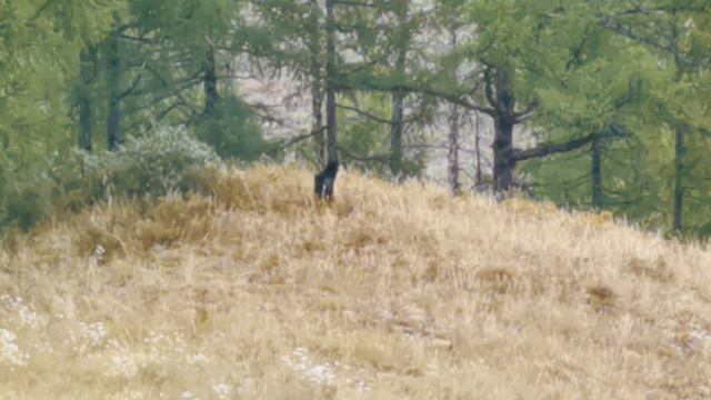 Подарок для встречающей рассвет: гуляющая косуля и стресс от собак 12.08.2024