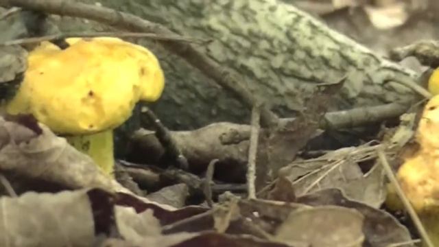 Chanterelle Season, Lewiston, Michigan, 2013 смотреть онлайн