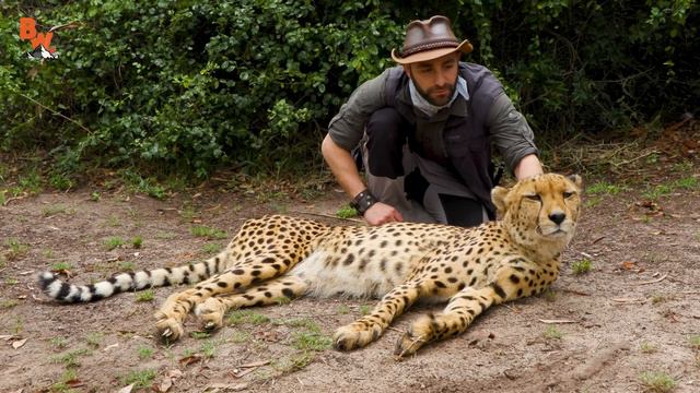 MEATING A Cheetah!