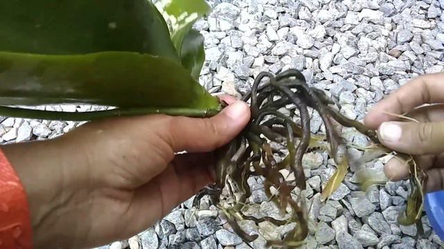 Tentando salvar orquidea Phalaenopsis com as raízes todas pobre смотреть онлайн