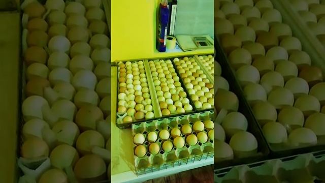 Обработка яиц перед инкубацией, лампой ркц смотреть онлайн