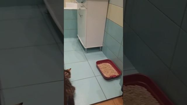 Сибирский котик Musson уже в новом доме смотреть онлайн