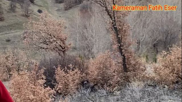 İSMAİL CEYLAN 2021-2022 TAVŞAN AVI & Охота на кроликов & RABBIT HUNTING & صيد الأرانب смотреть онлайн