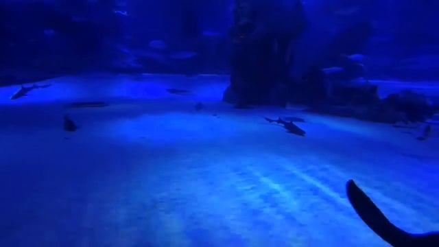 ТУРЦИЯ. АНТАЛЬЯ. ОКЕАНАРИУМ. АКВАРИУМЫ смотреть онлайн