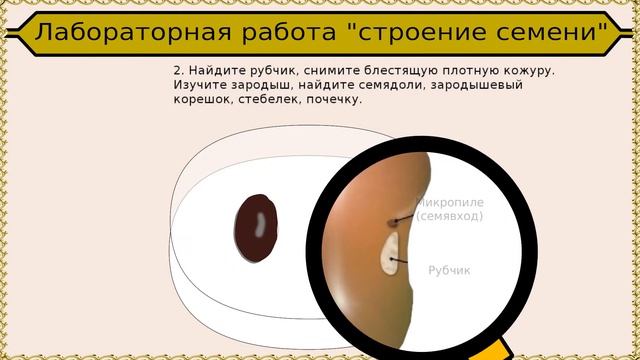 Фрагмент Лабораторная работа "Строение семени" смотреть онлайн