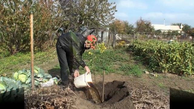 посев семян вербены смотреть онлайн