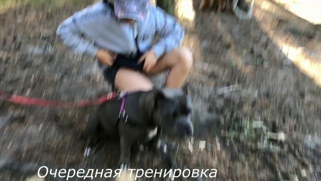 Американский булли покет Бони первые тренировки смотреть онлайн