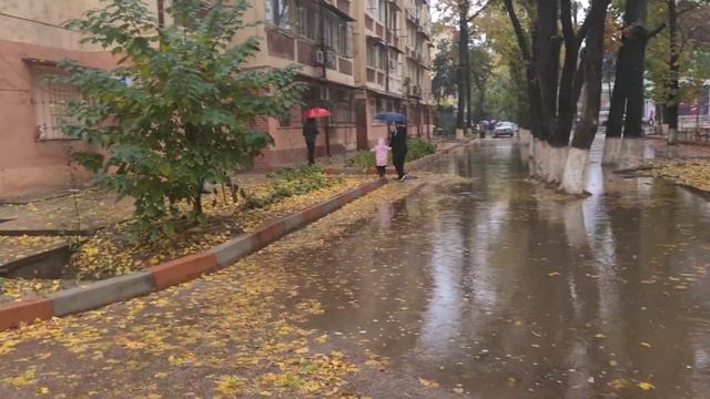 Ташкент! Дожди ноября! Золотая осень#узбекистан #ташкент смотреть онлайн