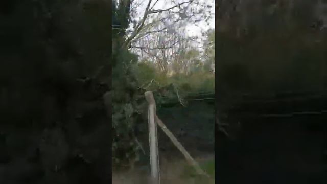 Бегу, бегу... Первоцвет жди! смотреть онлайн