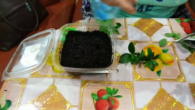 Укоренение азалии смотреть онлайн