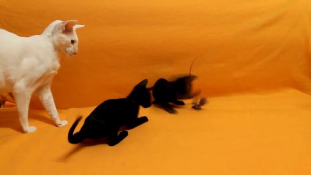 Funny kittens - веселые котята смотреть онлайн