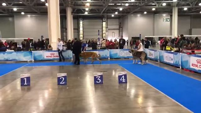 “RKF PRESIDENT CUP»🏆🏆🏆🏆04.11.2018 смотреть онлайн