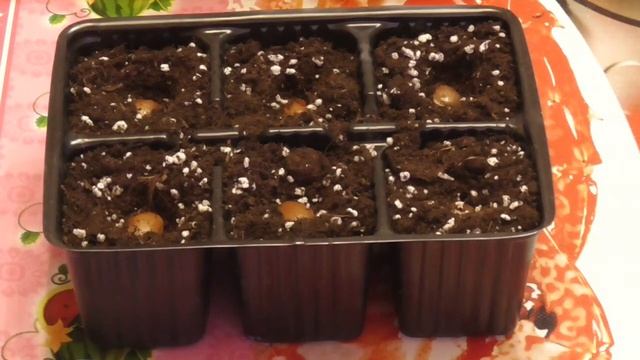 Выращивание глицинии / посадка семян/ смотреть онлайн