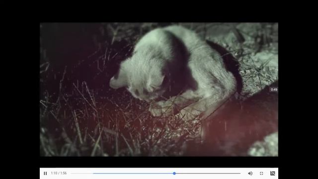 Котёнок без лица. Стихотворение. смотреть онлайн