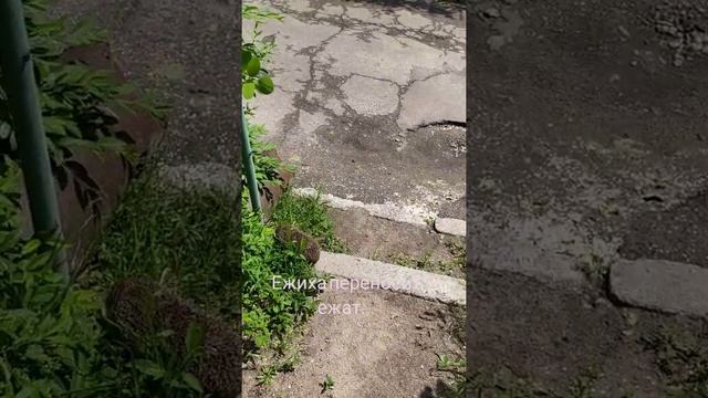 Ёжики в городе... смотреть онлайн