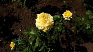 Обильно цветущая РОЗА ИНКА - идеальная флорибунда! Rose Inka - лунно-желтая окраска!