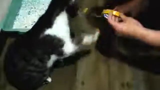 Как отучить кота гадить где попало смотреть онлайн