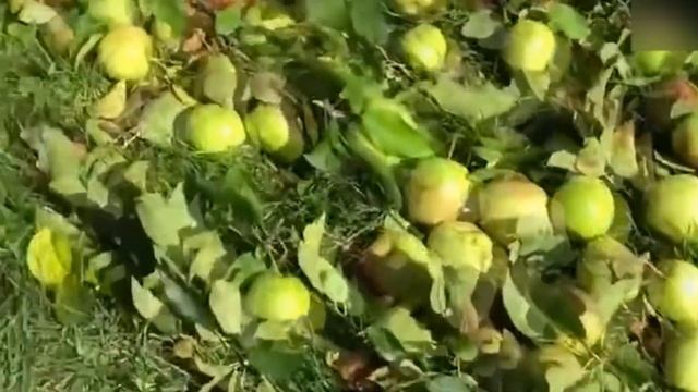 Ураган Ларри обрушился на Сент-Джонс, Канада смотреть онлайн