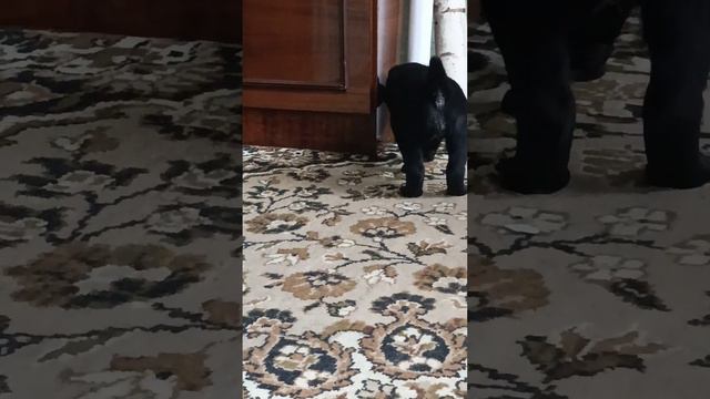 ждём родителей для Барханы, тел +79615337336, Елена смотреть онлайн