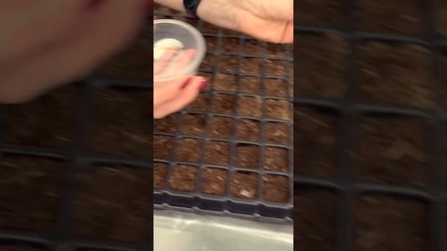 Рассада эустомы будет в продаже | Посев эустомы на агрокомбинате #SemenaPartnerShorts смотреть онлайн