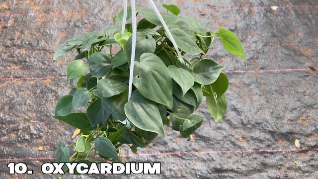 Easy growing hanging plants with names in malayalam/19 Varieties of Hanging Plants/ Hanging Plants смотреть онлайн