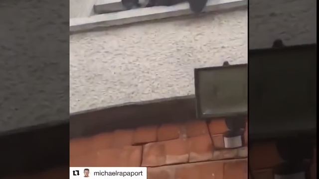 Michael Rapaport - This Stray Cat Looks Like Grandma смотреть онлайн