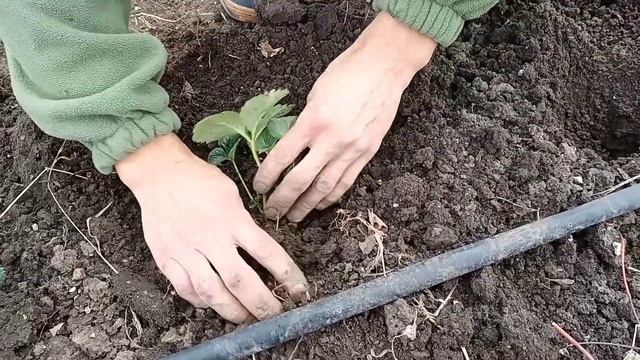 Клубника Аромас,поздняя посадка. смотреть онлайн