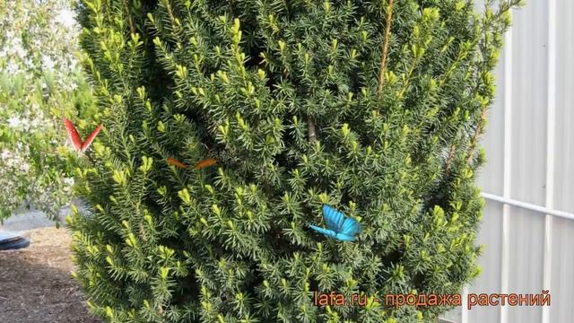 Тисс средний Хикси (taxus media hicksii) ? средний тисс Хикси обзор: как сажать, саженцы тисса Хикс смотреть онлайн