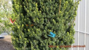 Тисс средний Хикси (taxus media hicksii) ? средний тисс Хикси обзор: как сажать, саженцы тисса Хикс