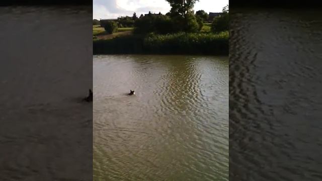 Спартак.Восточно-европейская овчарка 1 год смотреть онлайн